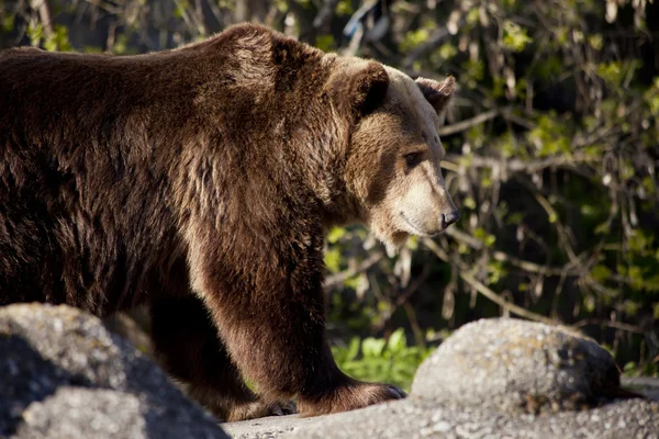 Bruine beer in het bos — Stockfoto