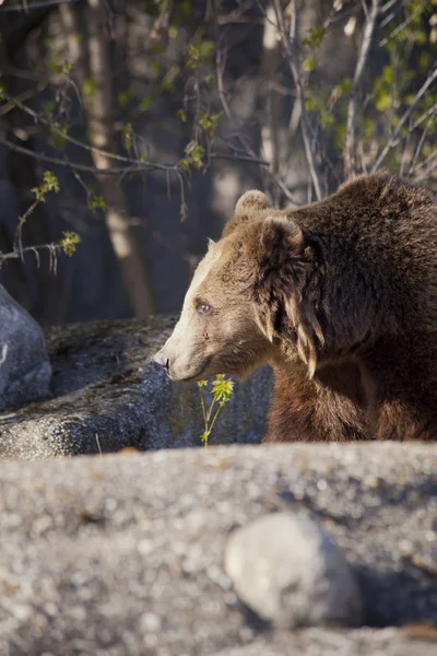 Brunbjörn i skogen — Stockfoto