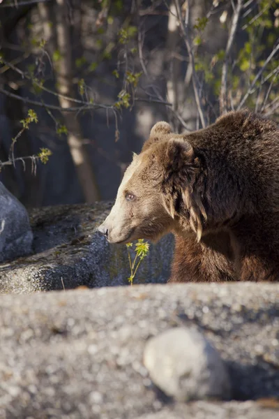 Urso marrom na floresta — Fotografia de Stock