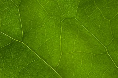 Yeşil yaprak doğa arkaplanı yakın plan