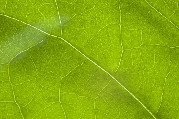 Gröna Blad Natur Bakgrund Närbild — Stockfoto