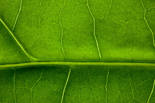 Groen Blad Natuur Achtergrond Closeup — Stockfoto