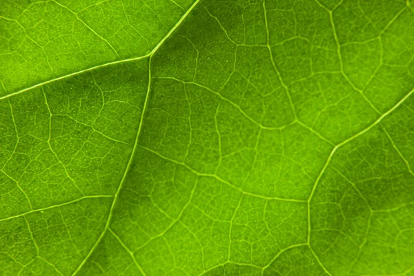 Groen Blad Natuur Achtergrond Closeup — Stockfoto