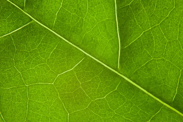 Zelené Listy Příroda Pozadí Detailní — Stock fotografie