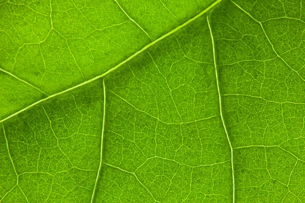 Gröna Blad Natur Bakgrund Närbild — Stockfoto