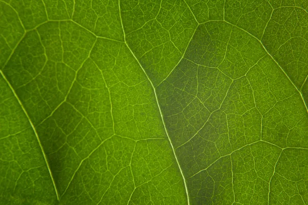 Folha Verde Natureza Fundo Closeup — Fotografia de Stock