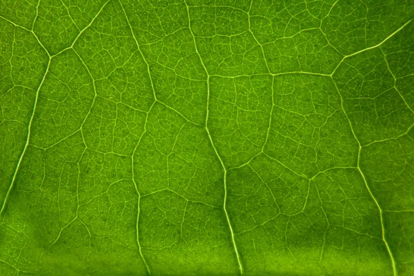 Folha Verde Natureza Fundo Closeup — Fotografia de Stock