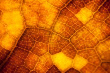 kahverengi yaprak doğa arkaplanı yakın plan