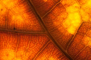 kahverengi yaprak doğa arkaplanı yakın plan