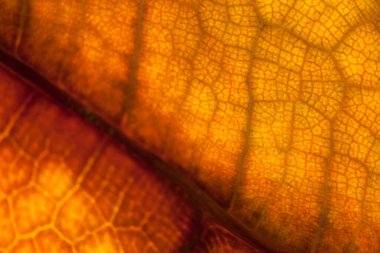 kahverengi yaprak doğa arkaplanı yakın plan