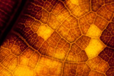 kahverengi yaprak doğa arkaplanı yakın plan