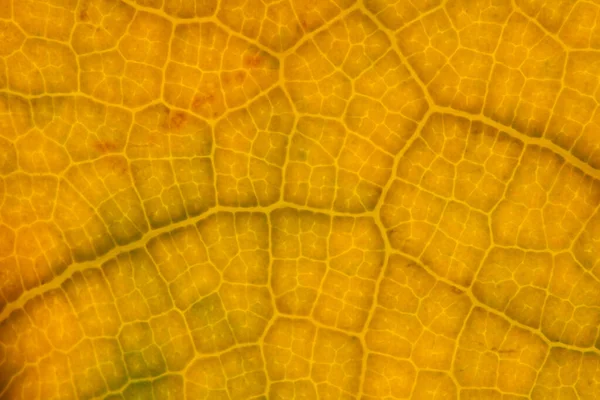 黄色の葉の性質の背景が近い — ストック写真