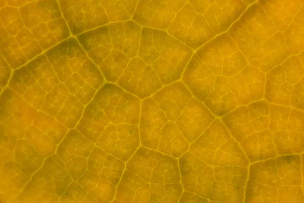 Yellow Leaf Nature Background Closeup — Stock Photo, Image