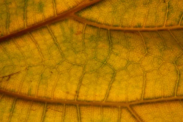 Gelbes Blatt Natur Hintergrund Nahaufnahme — Stockfoto