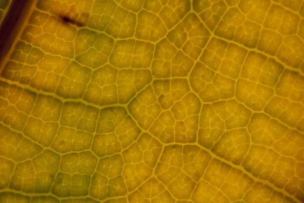 Gul Blad Natur Bakgrund Närbild — Stockfoto