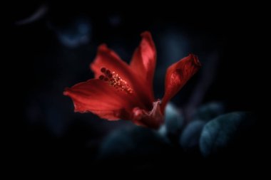 Karanlık arka planda güzel kırmızı çiçekler, Akdeniz kıyısında fotoğraflanmış.