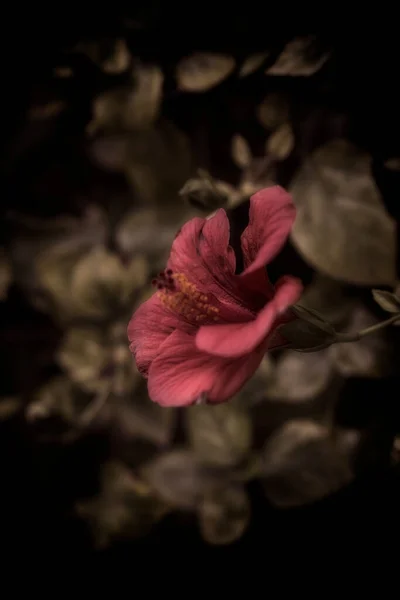 Hibiskus Piękny Różowy Kwiat Ciemnym Tle Sfotografowany Wybrzeżu Morza Śródziemnego — Zdjęcie stockowe