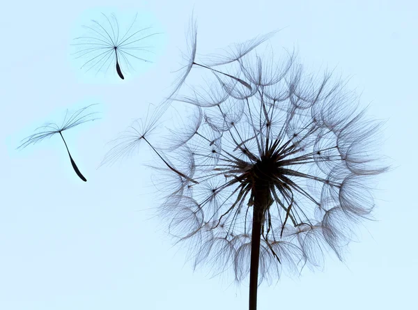 Vliegende parachutes van paardenbloem — Stockfoto