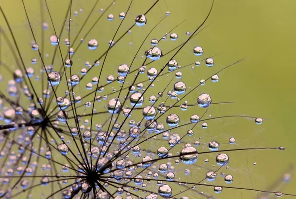 Waterdruppels op paardebloem — Stockfoto