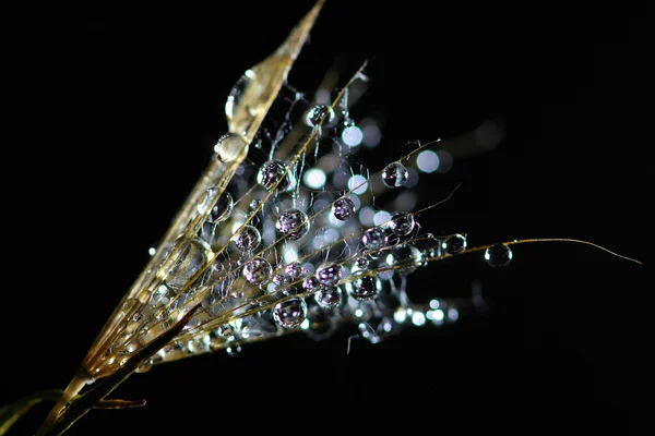 Gocce d'acqua sul dente di leone — Foto Stock