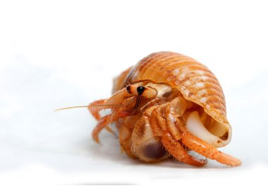 Caribbean Sea Hermit Crab isolated clipart