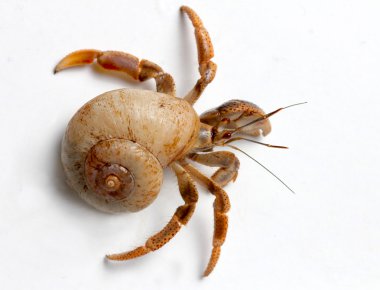 Karayip Denizi pavurya izole