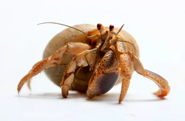 Crabe ermite des Caraïbes isolé — Photo