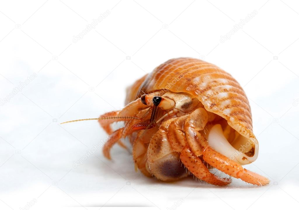 Caribbean Sea Hermit Crab isolated