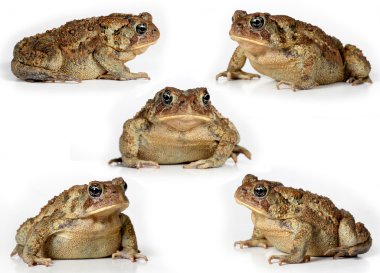 Set of toads Isolated on white background clipart