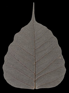 Makro kuru yaprağı deseni