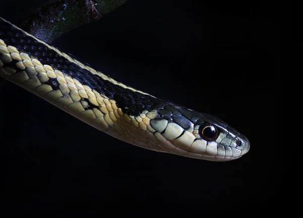 Närbild av nordamerikanska gemensamma strumpeband orm — Stockfoto
