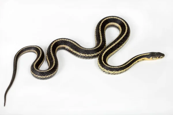 North American common Garter snake — Stock Photo, Image