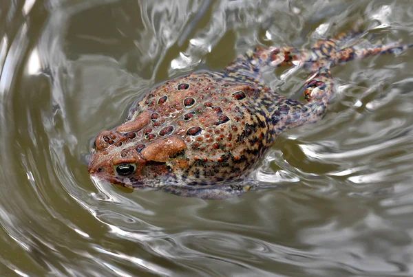 Swimming toad — Stock Photo, Image