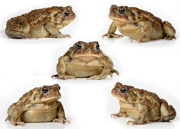 Set of toads Isolated on white background — Stock Photo, Image