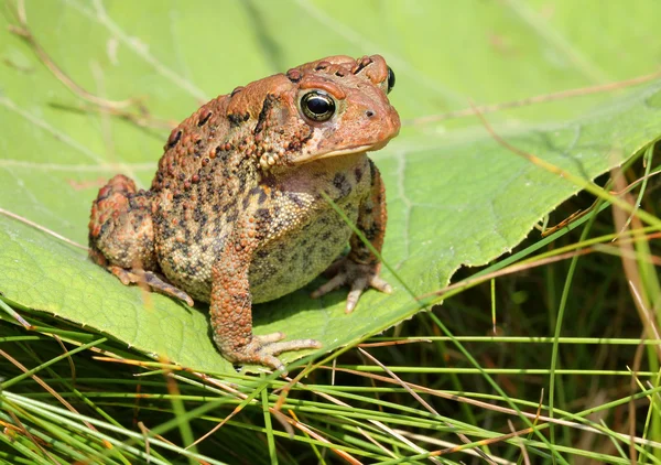 Καφέ toad / βάτραχος σε ένα πράσινο φύλλο — Φωτογραφία Αρχείου