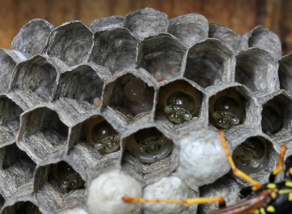 Wasps nest with larva — Stock Photo, Image