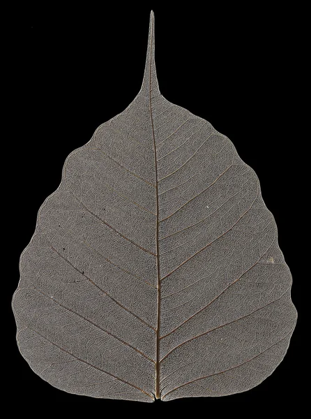 乾燥した葉のパターンのマクロ — ストック写真