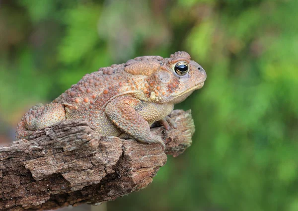 Crapaud sur orgueil rock — Photo