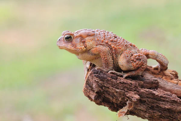 Crapaud sur orgueil rock — Photo