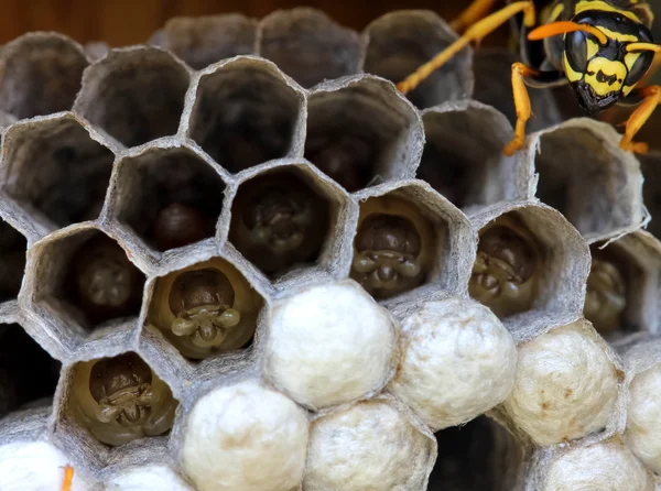 Ninho de vespas com larva — Fotografia de Stock