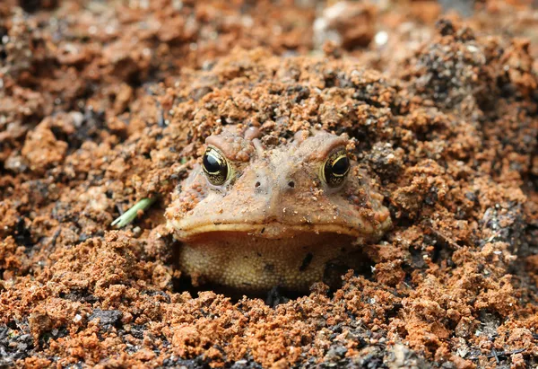 Toad burying itself — Stock Photo, Image