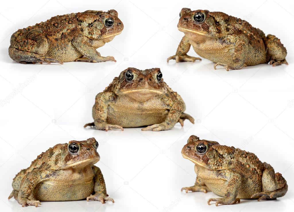 Set of toads Isolated on white background