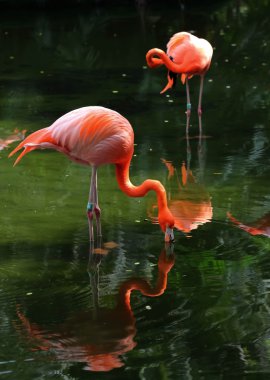 Suda iki pembe flamingo