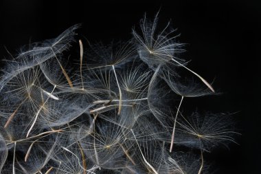 karahindiba tohumları