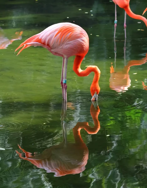 Rózsaszín flamingó a vízben — Stock Fotó