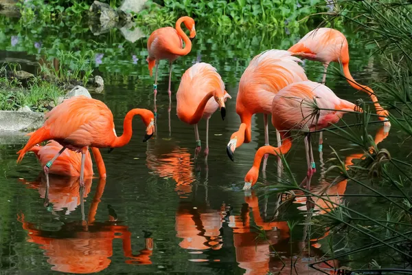 su pembe flamingo sürüsü