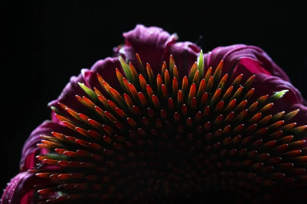 Конус квітка ехінацеї проти чорного — стокове фото
