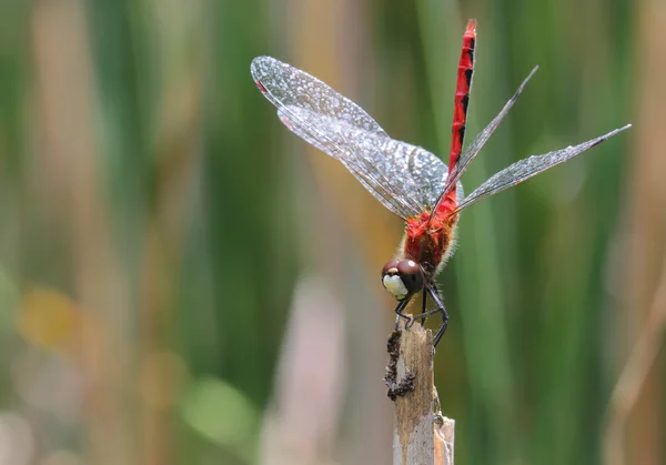 Rote Libelle — Stockfoto