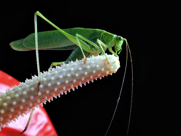 Green grasshopper — Stock Photo, Image