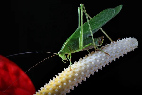 Green grasshopper — Stock Photo, Image